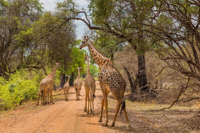 128 Zambia, South Luangwa NP, giraffen.jpg